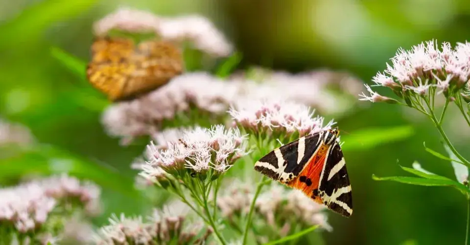 Přástevník kostivalový