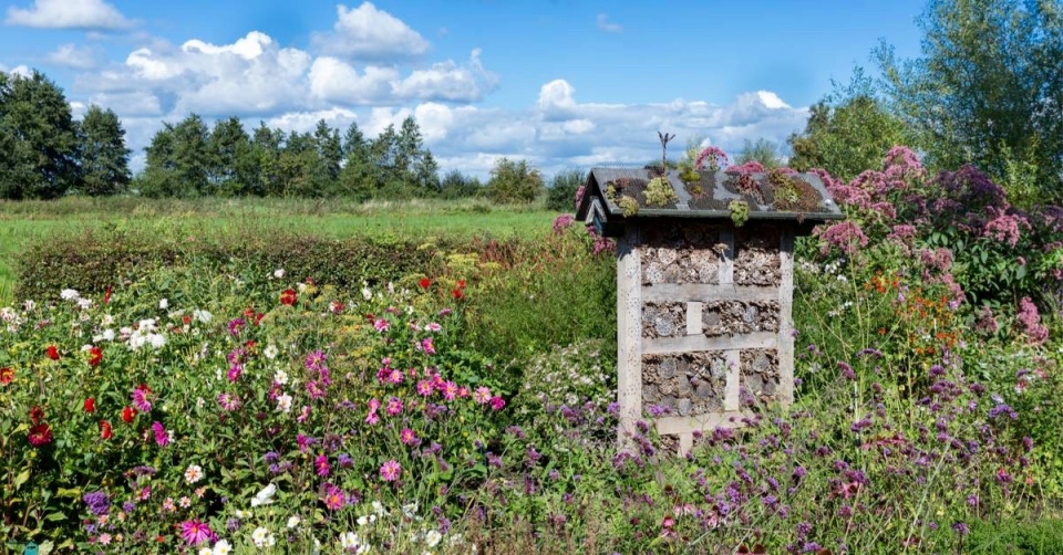 Zahrada pro včely a hmyz