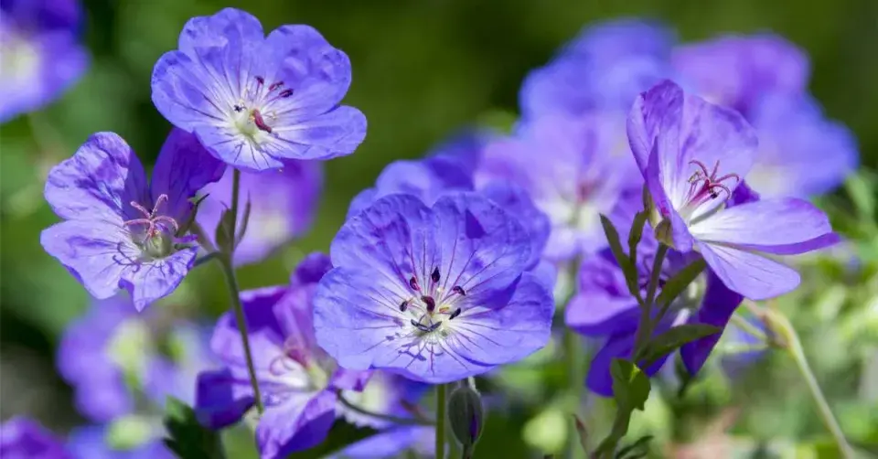 Kakost Geranium wallichianum