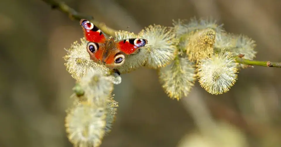 Motýl na rozkvetlé vrbě