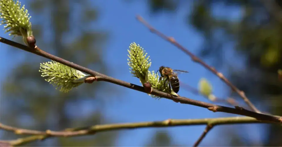 Včela na kvetoucí vrbě