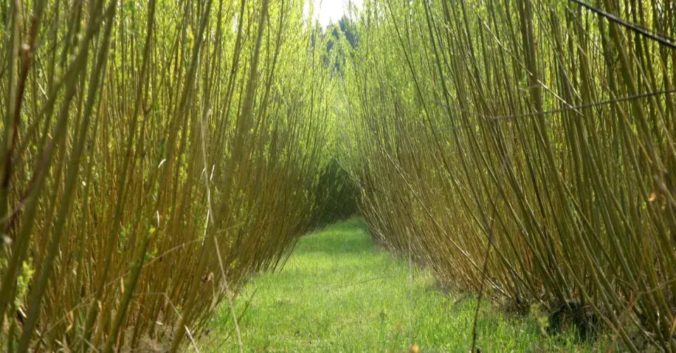 Vrba košíkářská