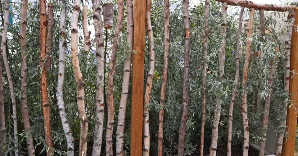 Zástěna z březových kmínků