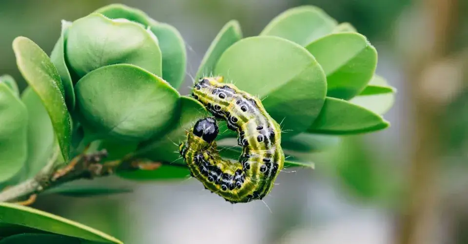 Housenka zavíječe zimostrázového