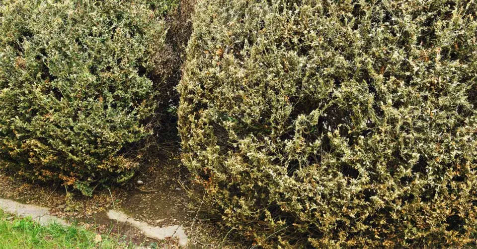 Buxus napadený zavíječem