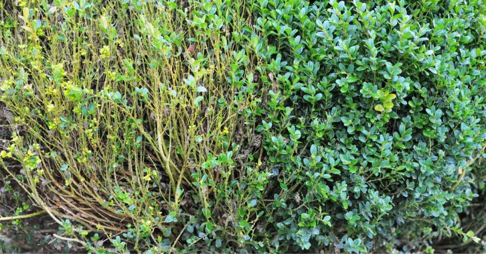 Buxus napadený zavíječem zimostrázovým