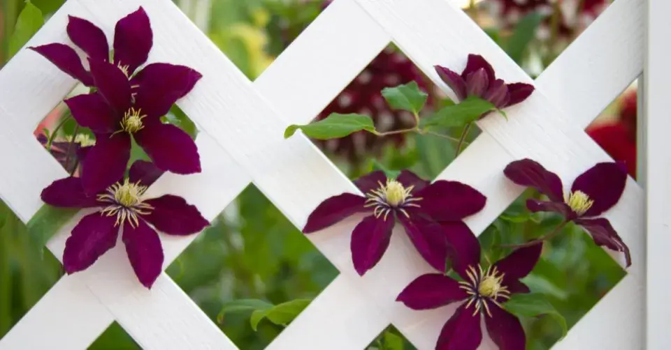 Treláž s plaménkem