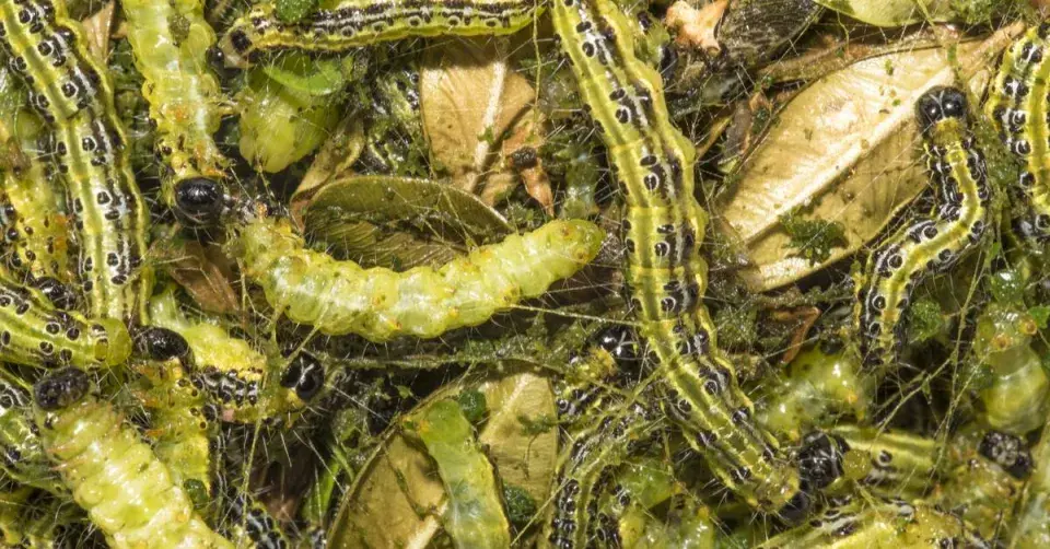 Housenky zavíječe zimostrázového