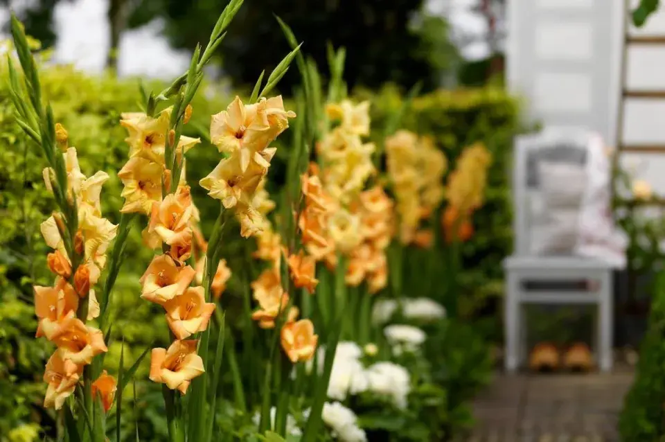 Květní stvoly mečíků