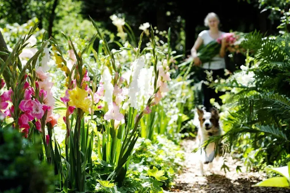 Mečíky na zahradě