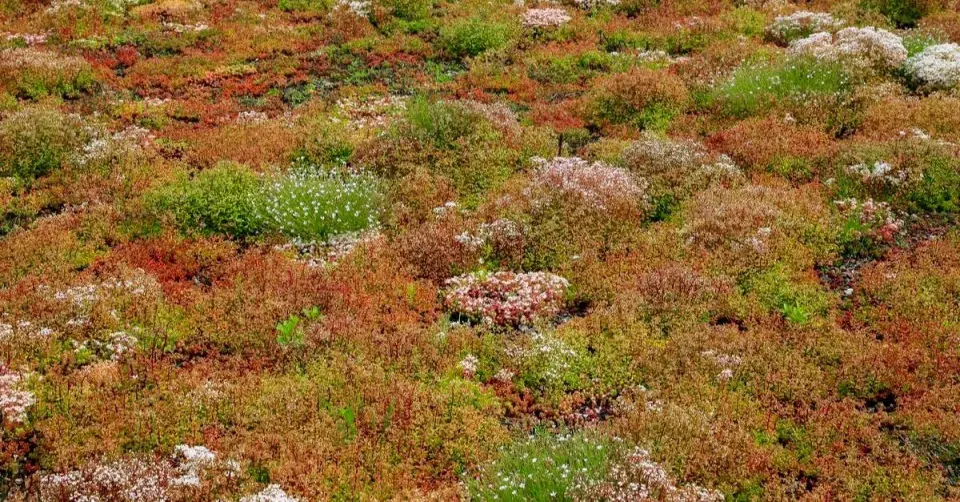 Extenzivní zelená střecha