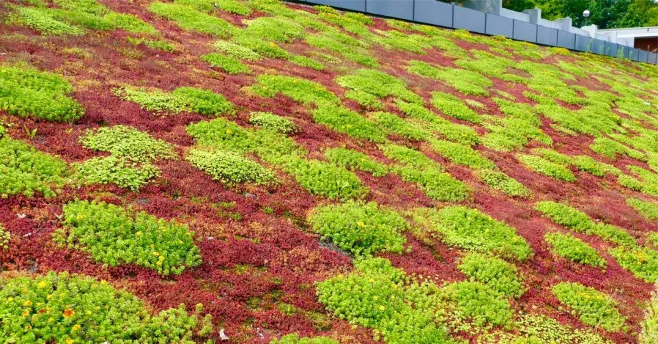 Extenzivní střešní výsadba