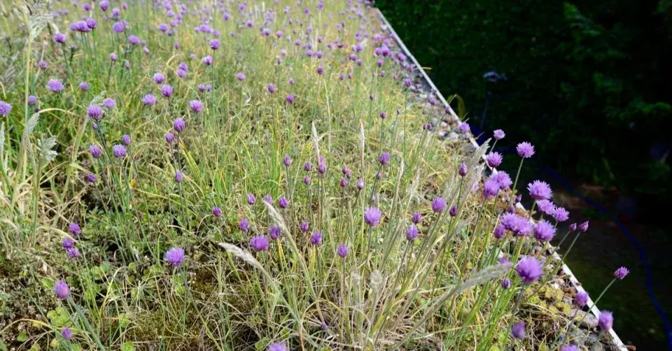 Pažitka na střeše