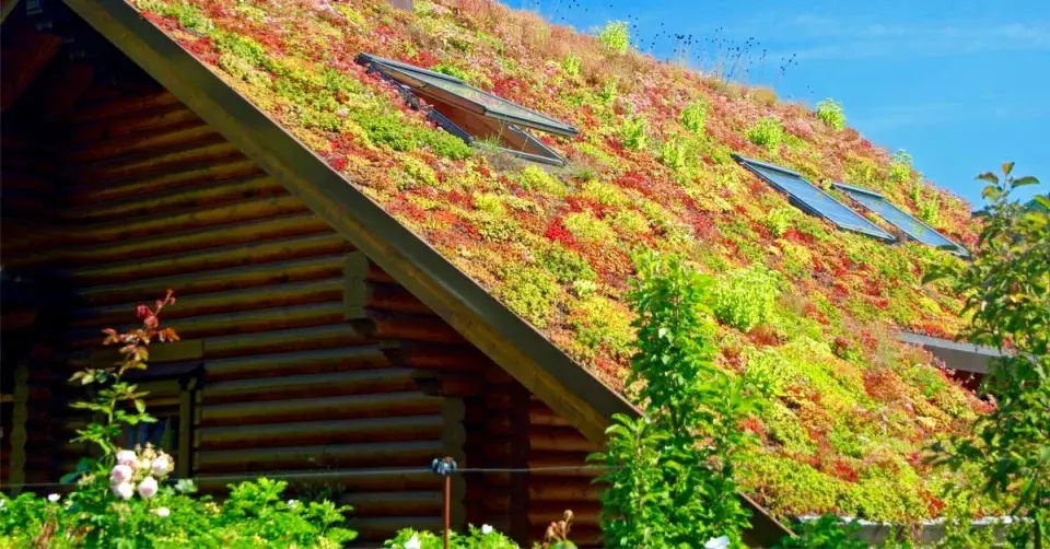 Extenzivní střešní zahrada