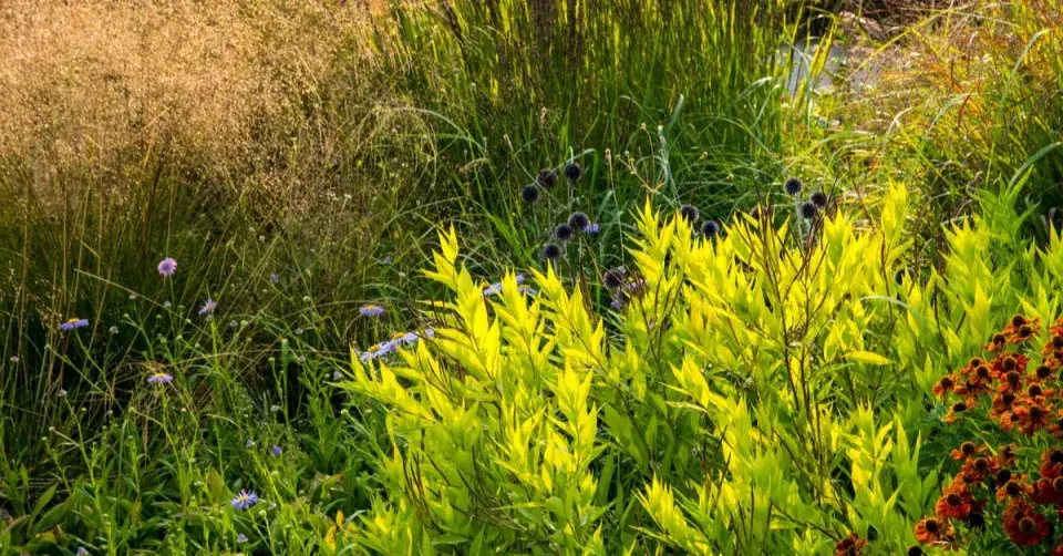 Amsonie ve výsadbě