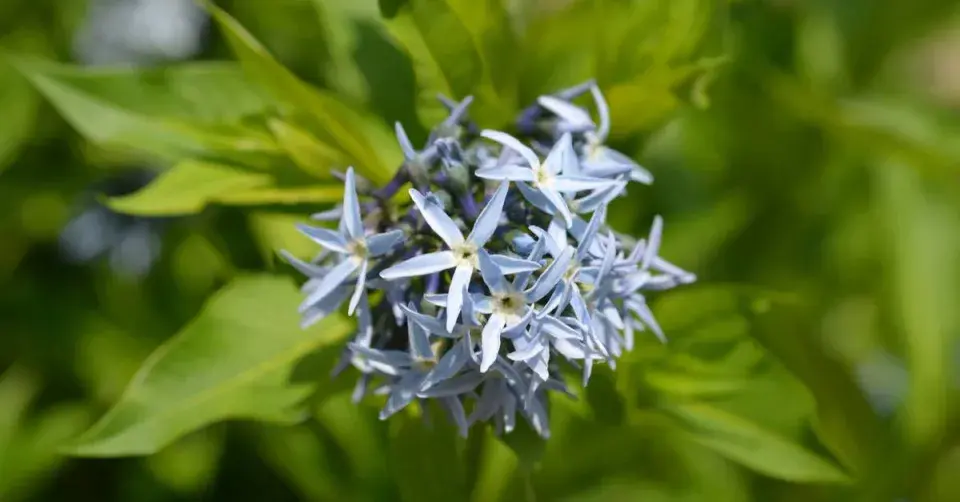 Amsonia tabernaemontana