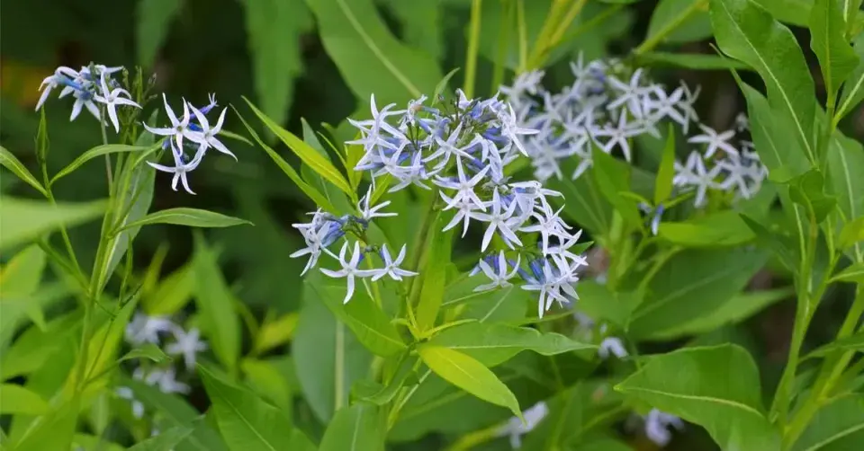 Amsonia orientalis