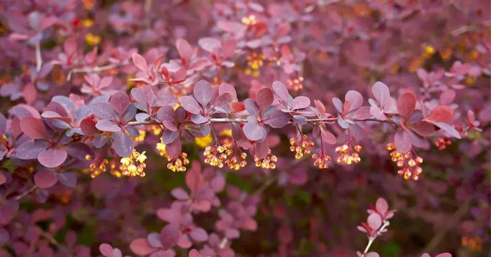 Dřišťál Thunbergův