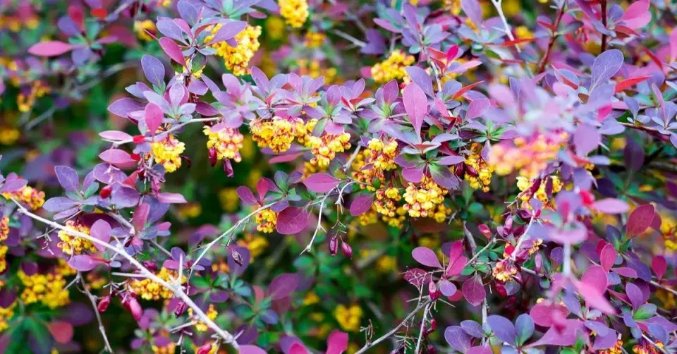 Dřišťál ottawský