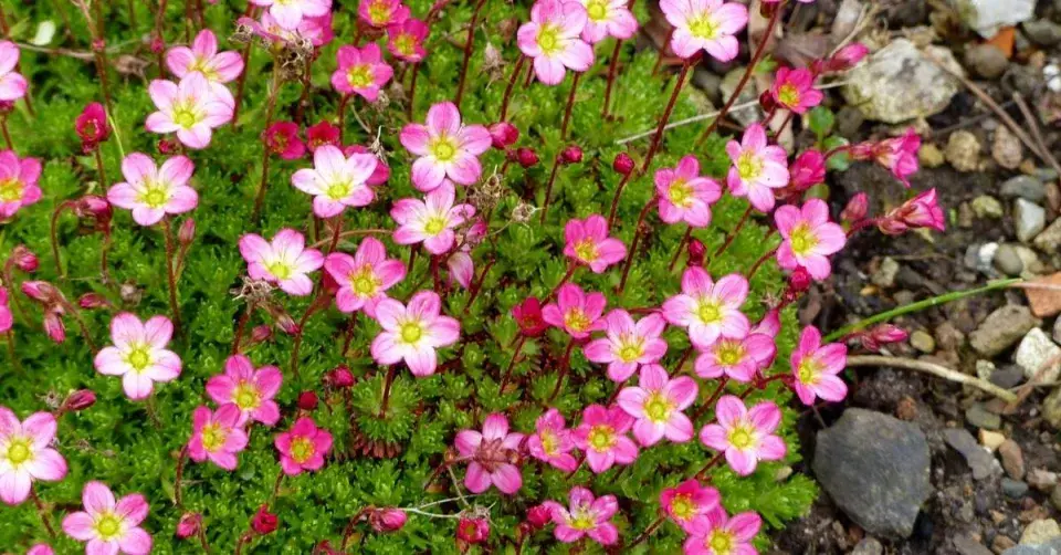 Lomikámen Arendsův (Saxifraga x arendsii)