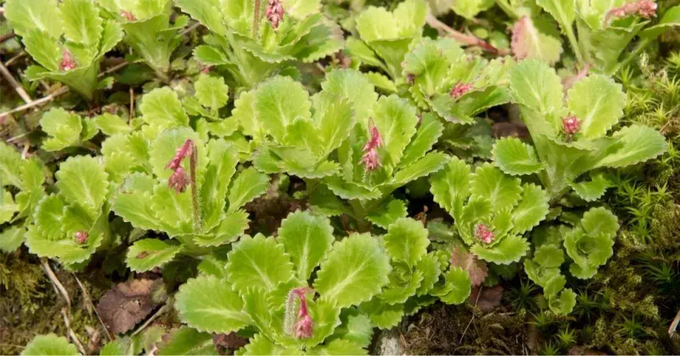 Lomikámen stinný (Saxifraga umbrosa)