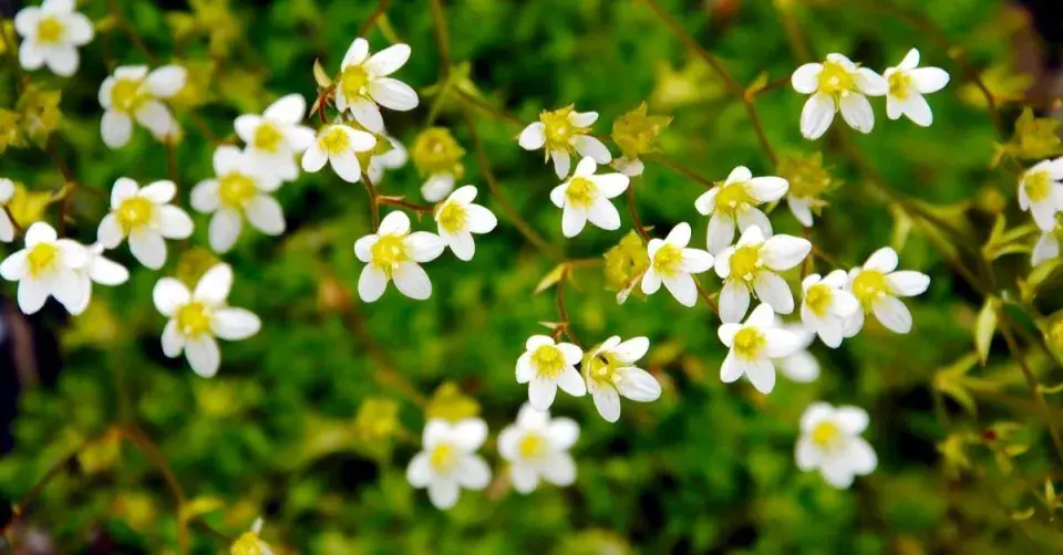 Lomikámen rokytový (Saxifraga hypnoides)