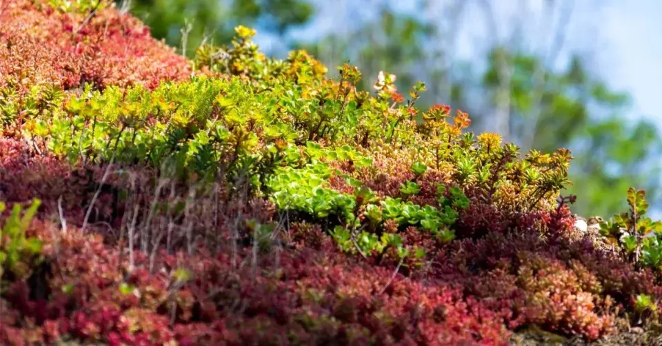 Střecha osázená nízkými rozchodníky