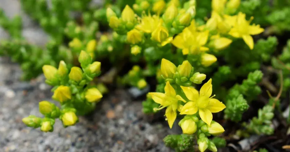 Rozchodník ostrý (Sedum acre)