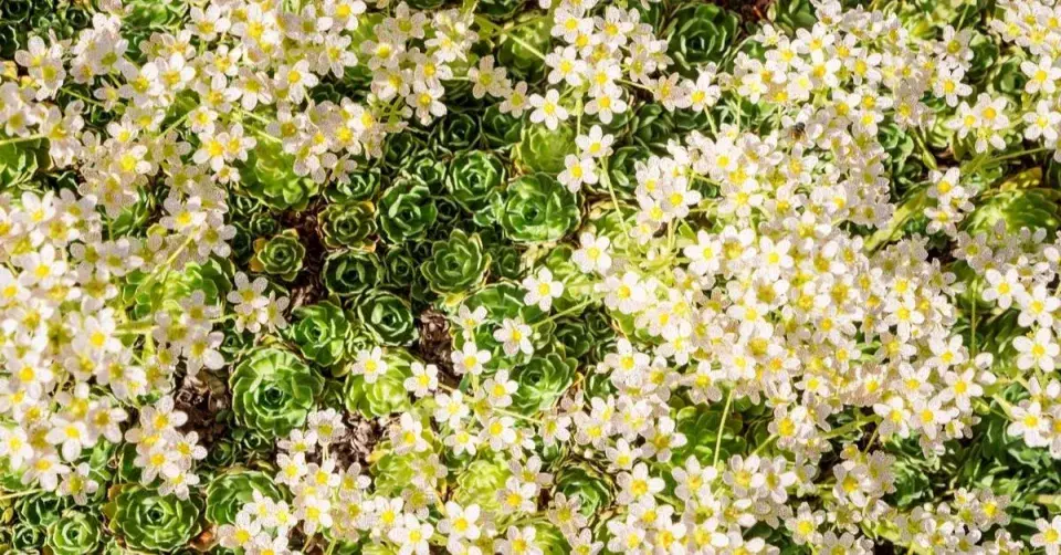 Lomikámen vždyživý (Saxifraga paniculata)