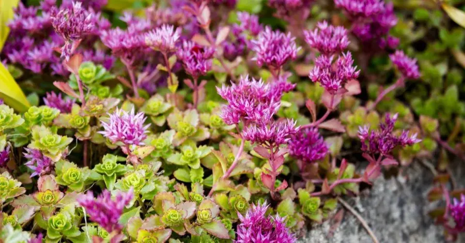 Rozchodník pochybný (Sedum spurium)