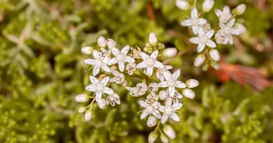 Rozchodník bílý (Sedum album)