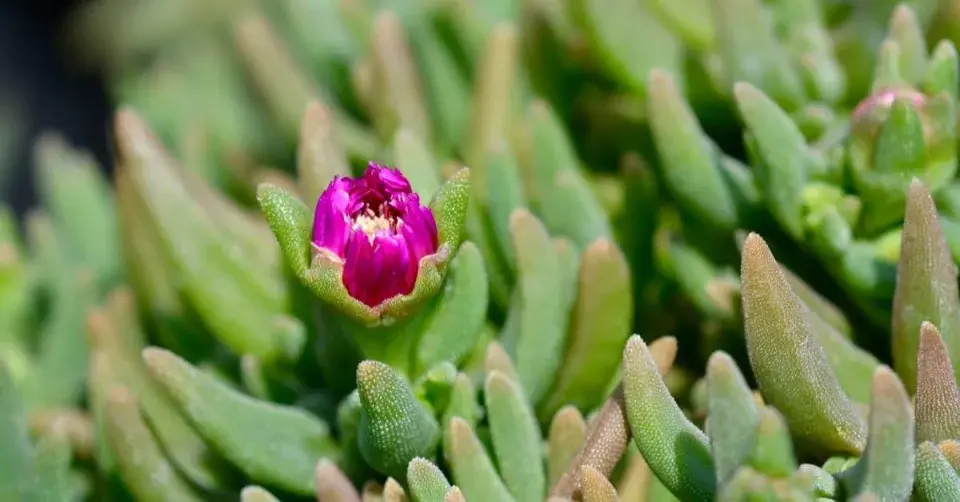 Kosmatec (Delosperma cooperi)