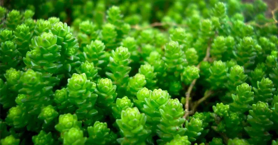 Rozchodník ostrý (Sedum acre)