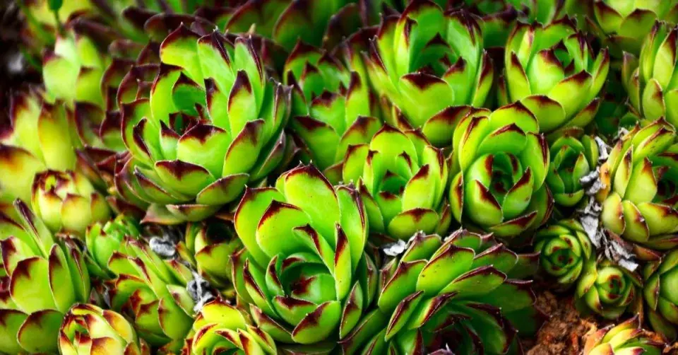 Netřesk střešní (Sempervivum tectorum)