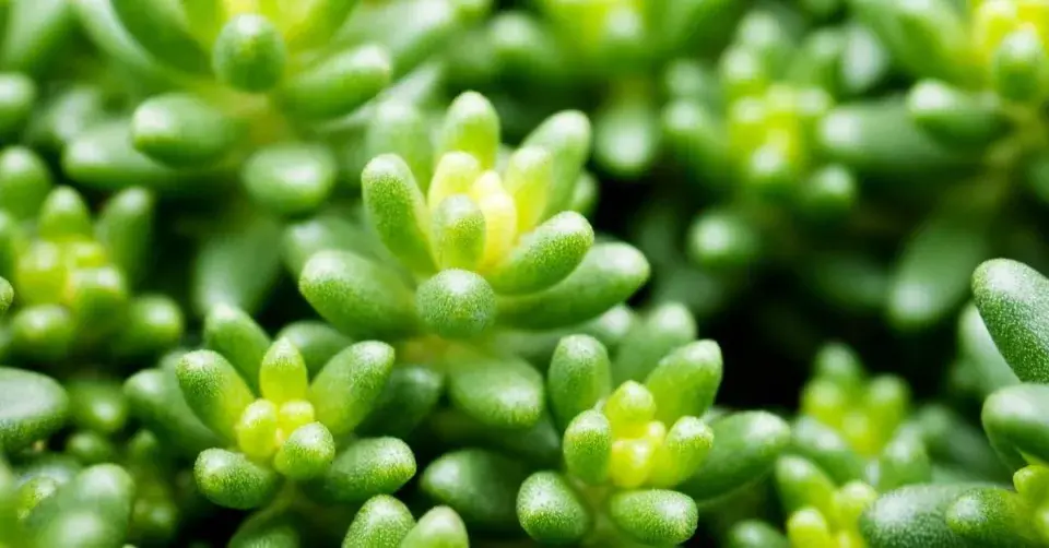 Rozchodník bílý (Sedum album)