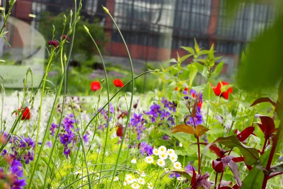 Střešní zahrada ve Vítkovicích