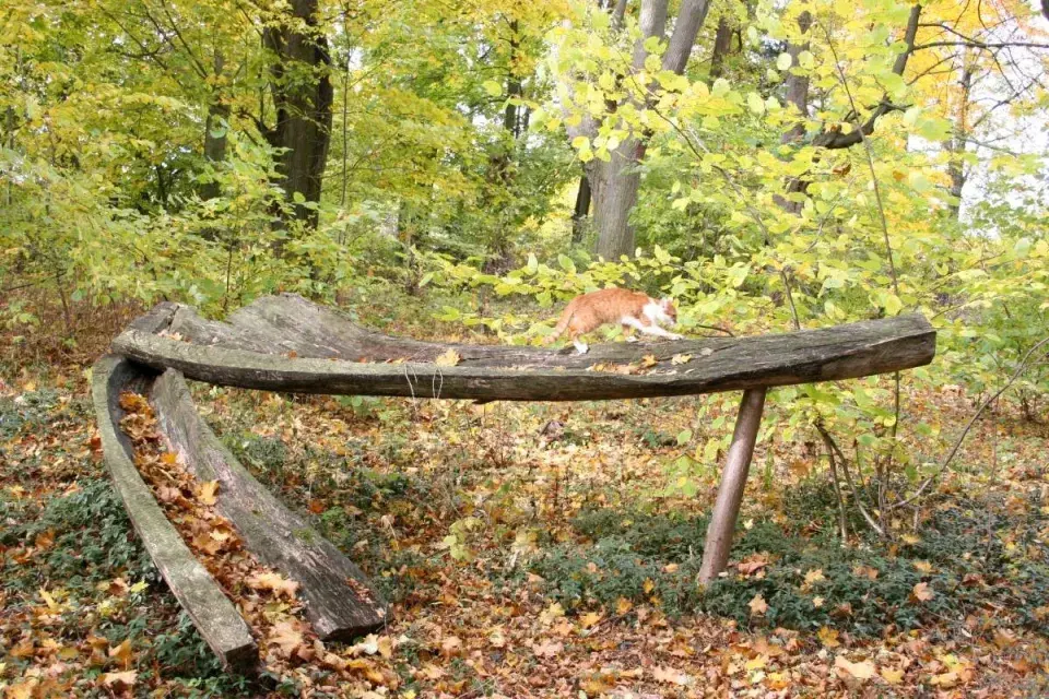 Plastika z padlé lípy