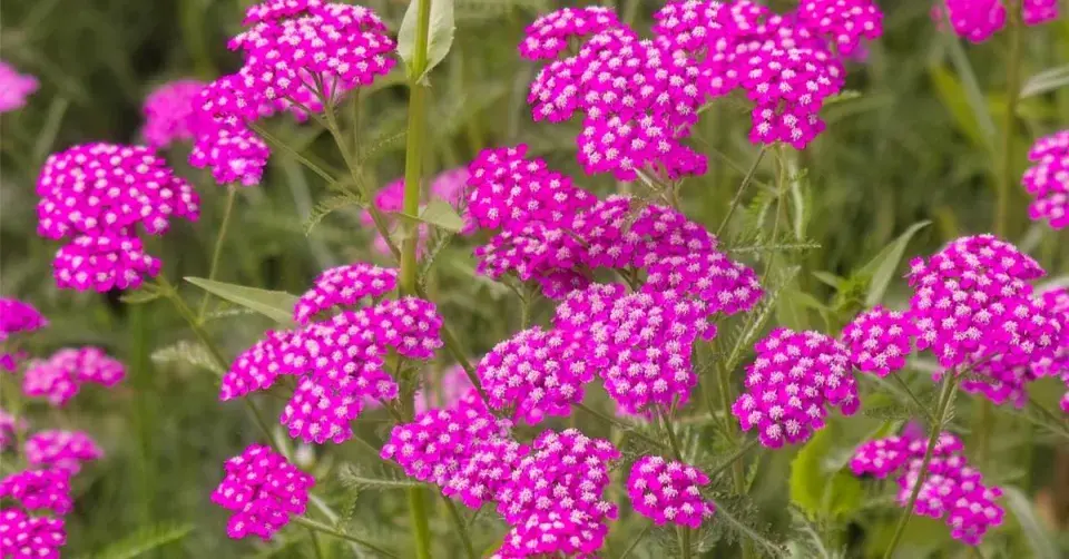 Řebříček 'Cerise Queen'