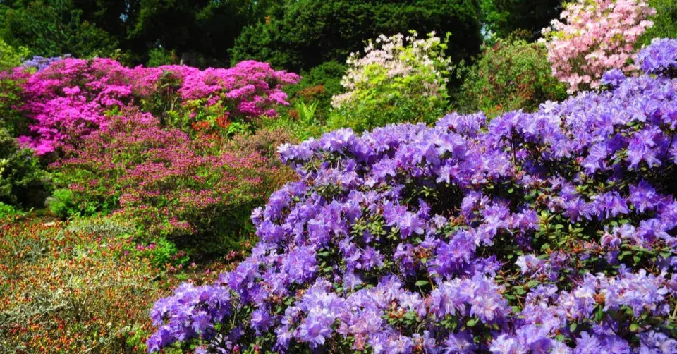 Kompozice z rododendronů