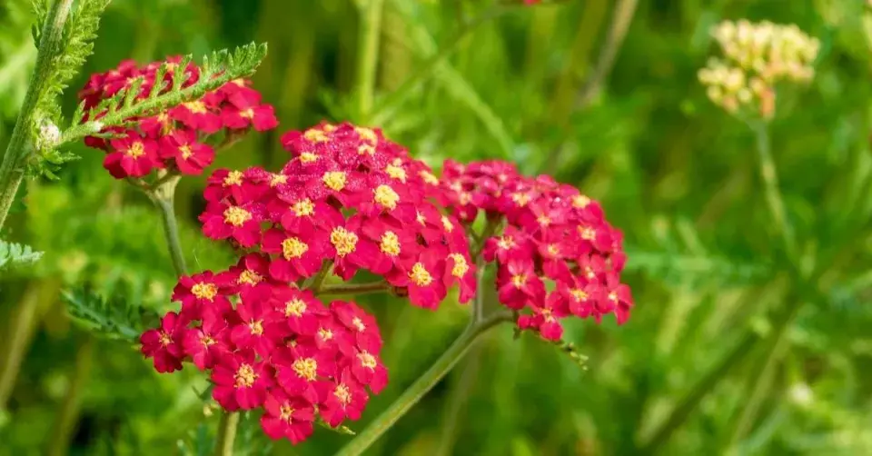 Řebříček 'Paprika'