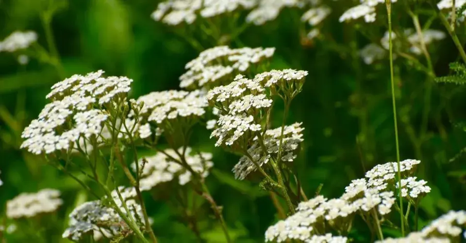Řebříček obecný (Achillea millefolium)