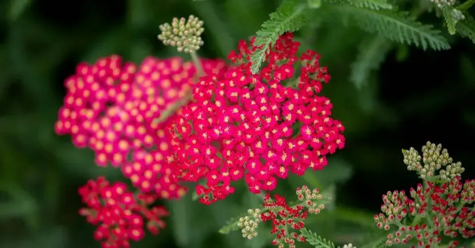 Řebříček 'Red Velvet'