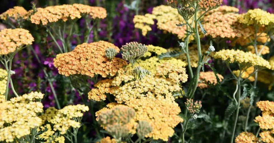 Řebříček 'Terracotta'