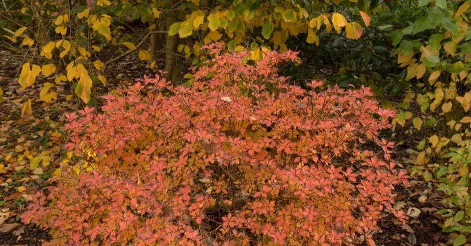 Podzimní zbarvení opadavé azalky