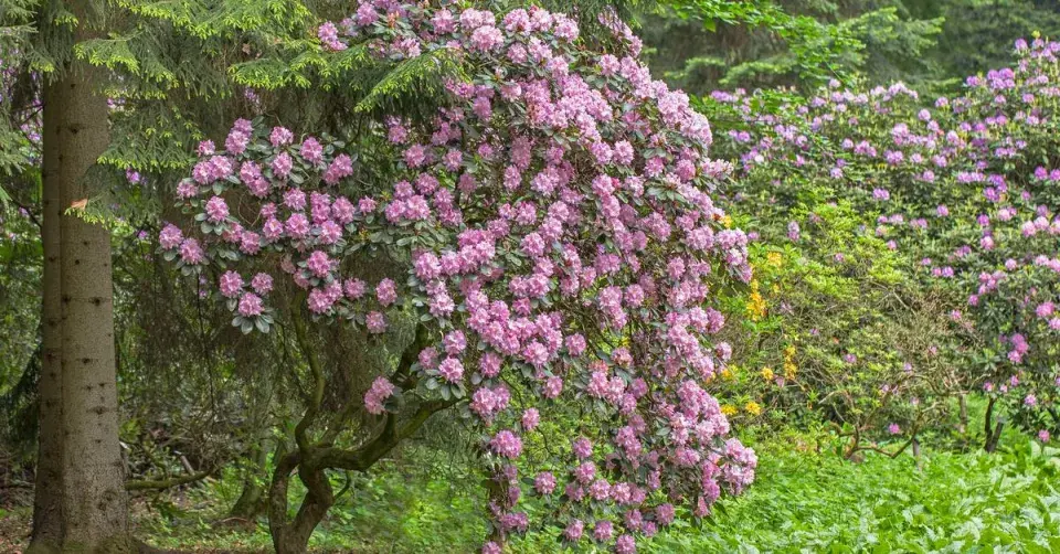 Vzrostlý pěnišník