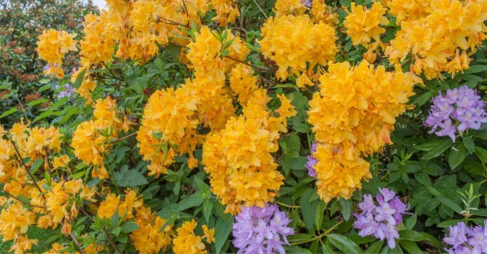 Kombinace rododendronů