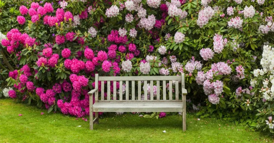 Lavička před rododendrony