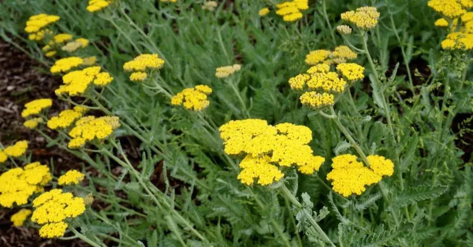 Řebříček 'Moonshine'