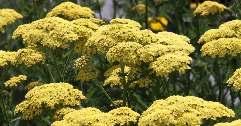 Řebříček 'Credo'