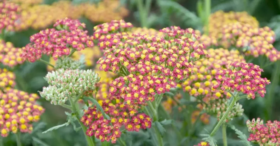 Řebříček 'Walter Funcke'